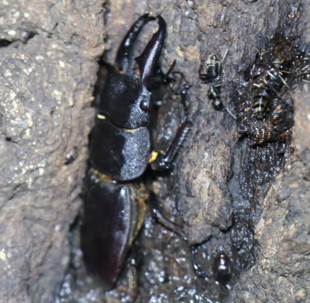 ヒラタクワガタ♂（49mm）-アングル2_No7のクヌギ_クワガタ達のオアシス_2023年7月19日19時35分 気温28.7度